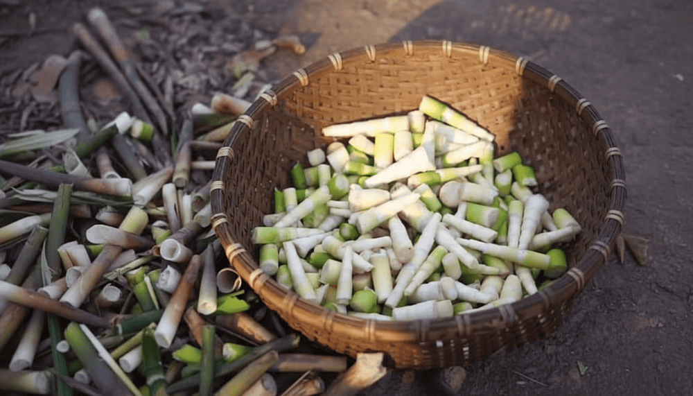 Măng rừng Tam Đảo